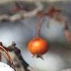 Crataegus crusgalli, fruit