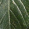 Crataegus x lavallei, leaves