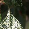 Crataegus x lavallei, leaves