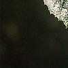 Crataegus x lavallei, leaves