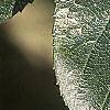Crataegus x lavallei, leaves