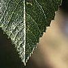 Crataegus x lavallei, leaves