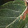 Crataegus x lavallei, leaves