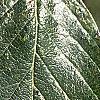 Crataegus x lavallei, leaves