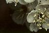 Crataegus x lavallei, flowers