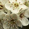 Crataegus x lavallei, flowers