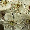 Crataegus x lavallei, flowers