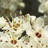 Crataegus x lavallei, flowers