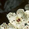 Crataegus x lavallei, flowers