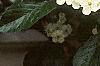 Crataegus x lavallei, flowers