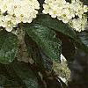 Crataegus x lavallei, flowers