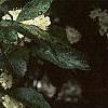 Crataegus x lavallei, flowers