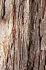 Crataegus x lavallei, bark