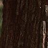 Crataegus x lavallei, bark