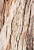 Crataegus x lavallei, bark