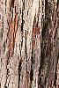 Crataegus x lavallei, bark