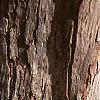 Crataegus x lavallei, bark