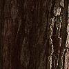 Crataegus x lavallei, bark
