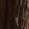 Crataegus x lavallei, bark