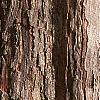 Crataegus x lavallei, bark