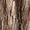 Crataegus x lavallei, bark