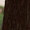 Crataegus x lavallei, bark