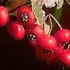 Crataegus phaenopyrum, fruit