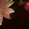 Crataegus phaenopyrum, fruit