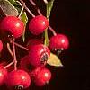 Crataegus phaenopyrum, fruit