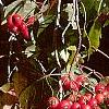 Crataegus phaenopyrum, fruit