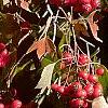 Crataegus phaenopyrum, fruit