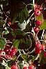 Crataegus phaenopyrum, fruit