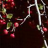 Crataegus phaenopyrum, fruit