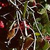 Crataegus phaenopyrum, fruit