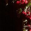 Crataegus phaenopyrum, fruit