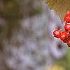 Crataegus phaenopyrum, fruit