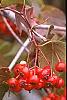 Crataegus phaenopyrum, fruit