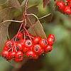 Crataegus phaenopyrum, fruit