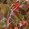 Crataegus phaenopyrum, fruit