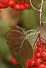 Crataegus phaenopyrum, fruit