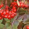Crataegus phaenopyrum, fruit
