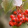 Crataegus phaenopyrum, fruit