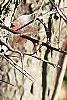 Crataegus phaenopyrum, bark