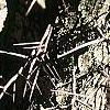 Crataegus phaenopyrum, bark