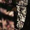 Crataegus phaenopyrum, bark