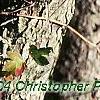 Crataegus phaenopyrum, bark
