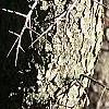 Crataegus phaenopyrum, bark