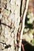 Crataegus phaenopyrum, bark