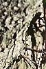 Crataegus phaenopyrum, bark