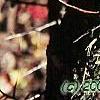 Crataegus phaenopyrum, bark